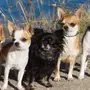 Фотки собаки чихуахуа