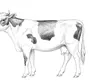 Рисунок Коровы Для Срисовки