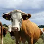 Корова В Хорошем Качестве