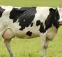 Корова в хорошем качестве