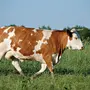 Корова В Хорошем Качестве