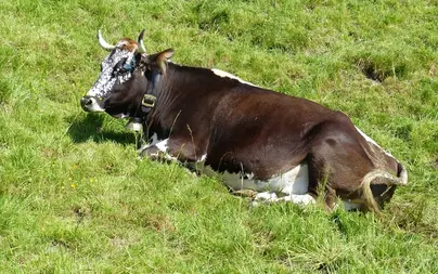 Корова и бык