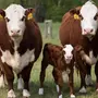 Корова И Бык