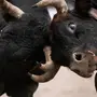 Корова И Бык