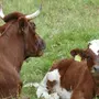 Корова и бык