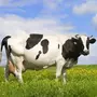 Скачать Коровы