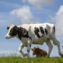 Скачать коровы