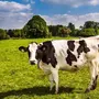 Скачать коровы