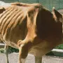 Худая корова