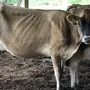 Худая корова