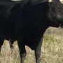 Картинки быков