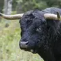 Картинки быков