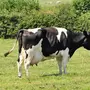 Корова картинка