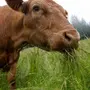 Жевательная корова