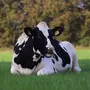 Жевательная корова
