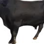 Картинка корова на белом фоне