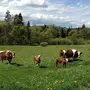 Коровы На Лугу