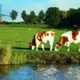 Коровы На Лугу