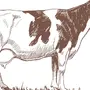 Нарисованные Коровы
