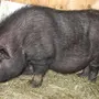Вислобрюхая свинка