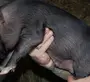 Вислобрюхая свинка