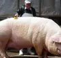 Свиньи Из Канады