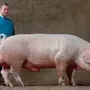 Свиньи из канады