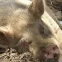 Грязная свинья