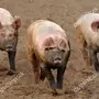 Грязная свинья