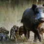 Дикая свинья