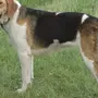 Пегая Гончая Собака