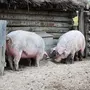 Загон для свиней