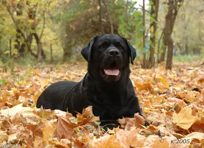 Лабрадор собака черная