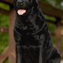 Лабрадор собака черная