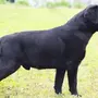 Лабрадор Собака Черная