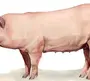 Картинка свинья для детей на белом фоне