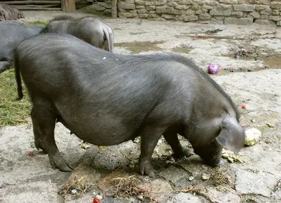 Китайские свиньи