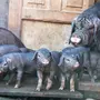 Китайские Свиньи