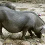 Китайские Свиньи