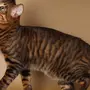 Порода кошек тойгер