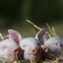 Маленькие свинки