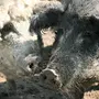 Кудрявая свинья