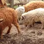 Кудрявая свинья