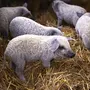 Кудрявая Свинья