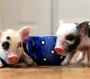 Пиги свинки
