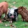 Пиги свинки