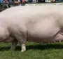 Свинья йоркшир