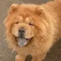 Собака с синим языком