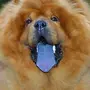Собака с синим языком