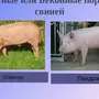 Породы свиней